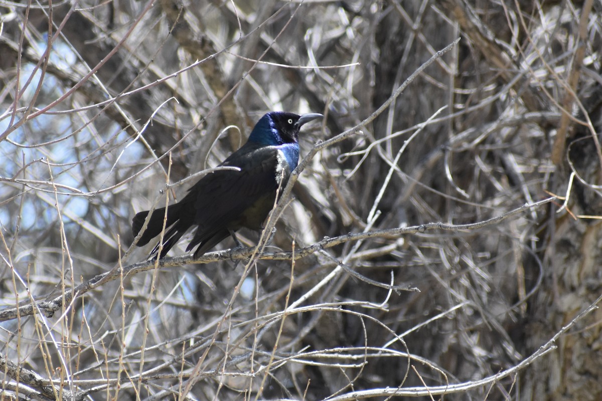 Common Grackle - ML155735511