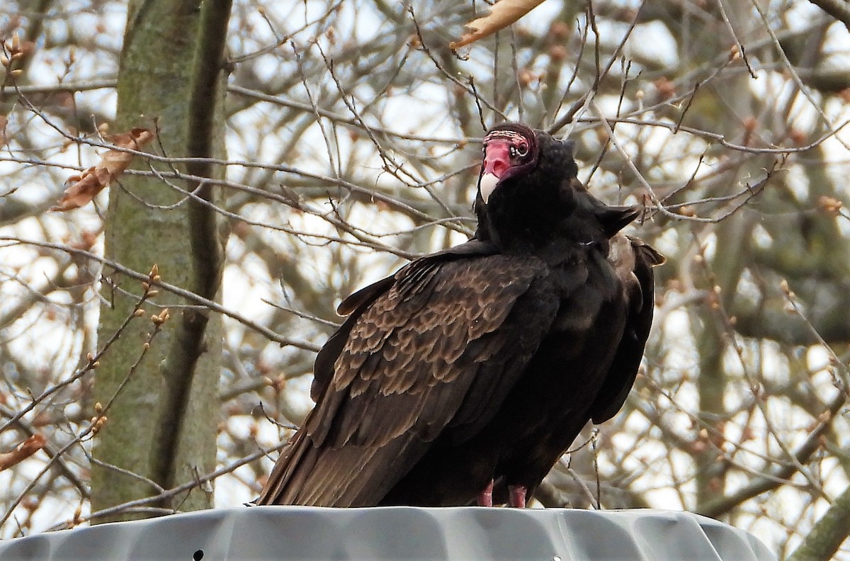 Turkey Vulture - Marcia Suchy