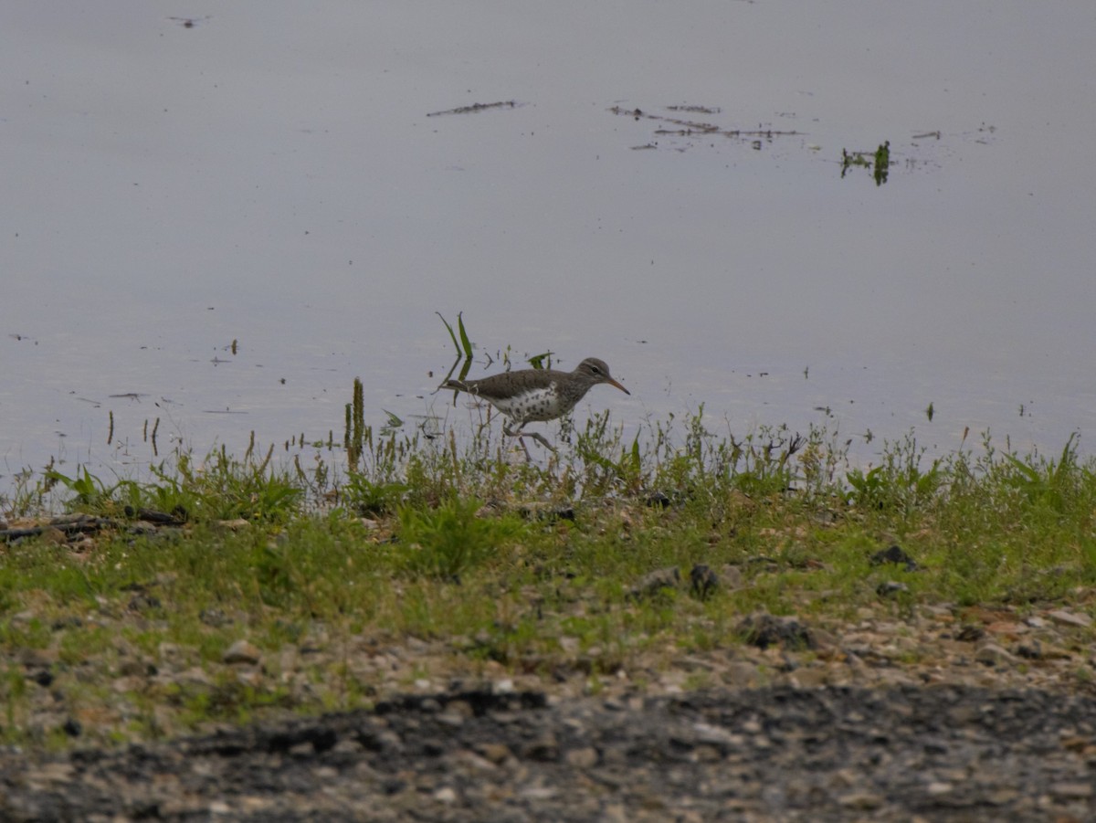 Spotted Sandpiper - ML155736161