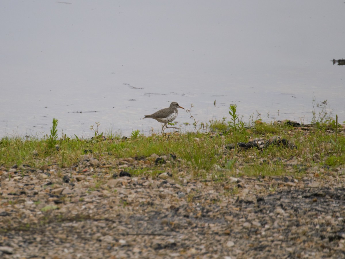 Spotted Sandpiper - Ted 🦃