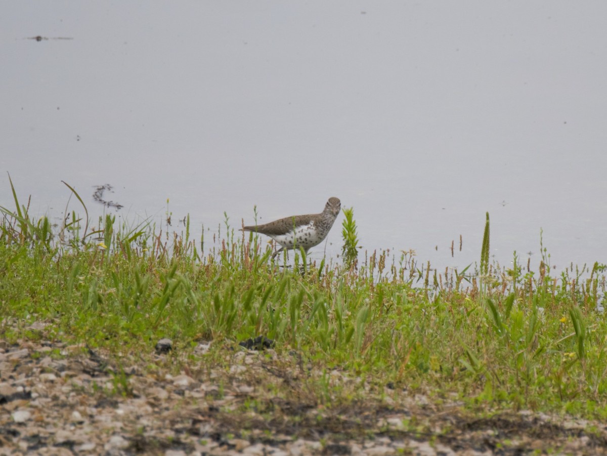 Spotted Sandpiper - Ted 🦃