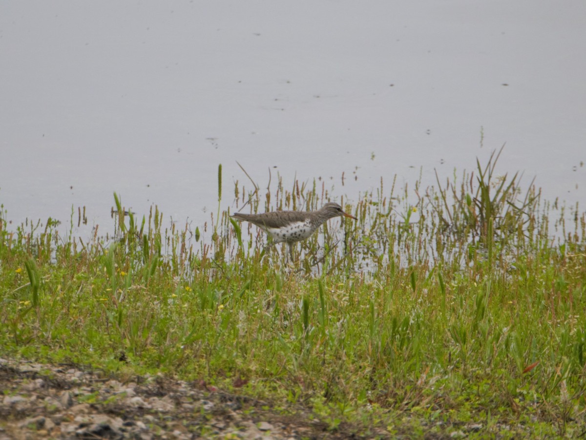 Spotted Sandpiper - ML155736361