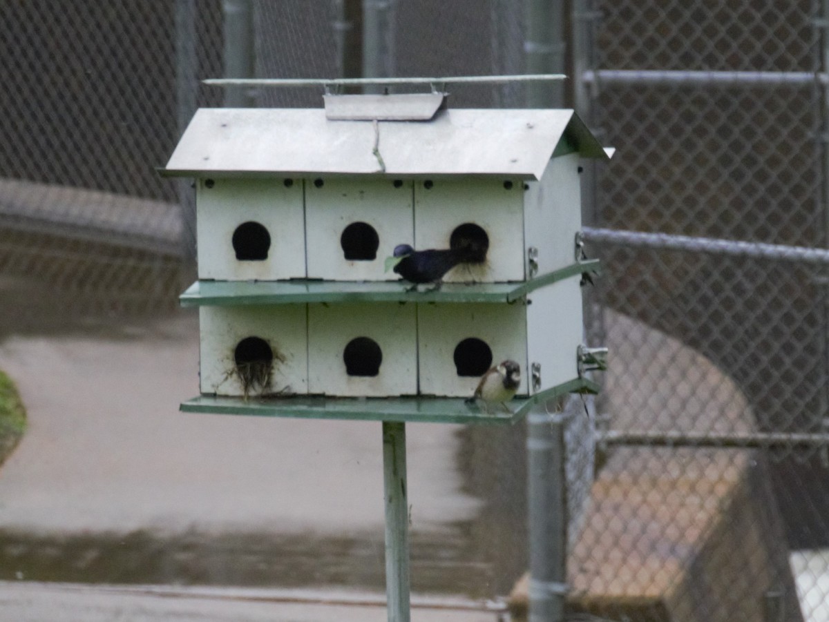 House Sparrow - ML155738221