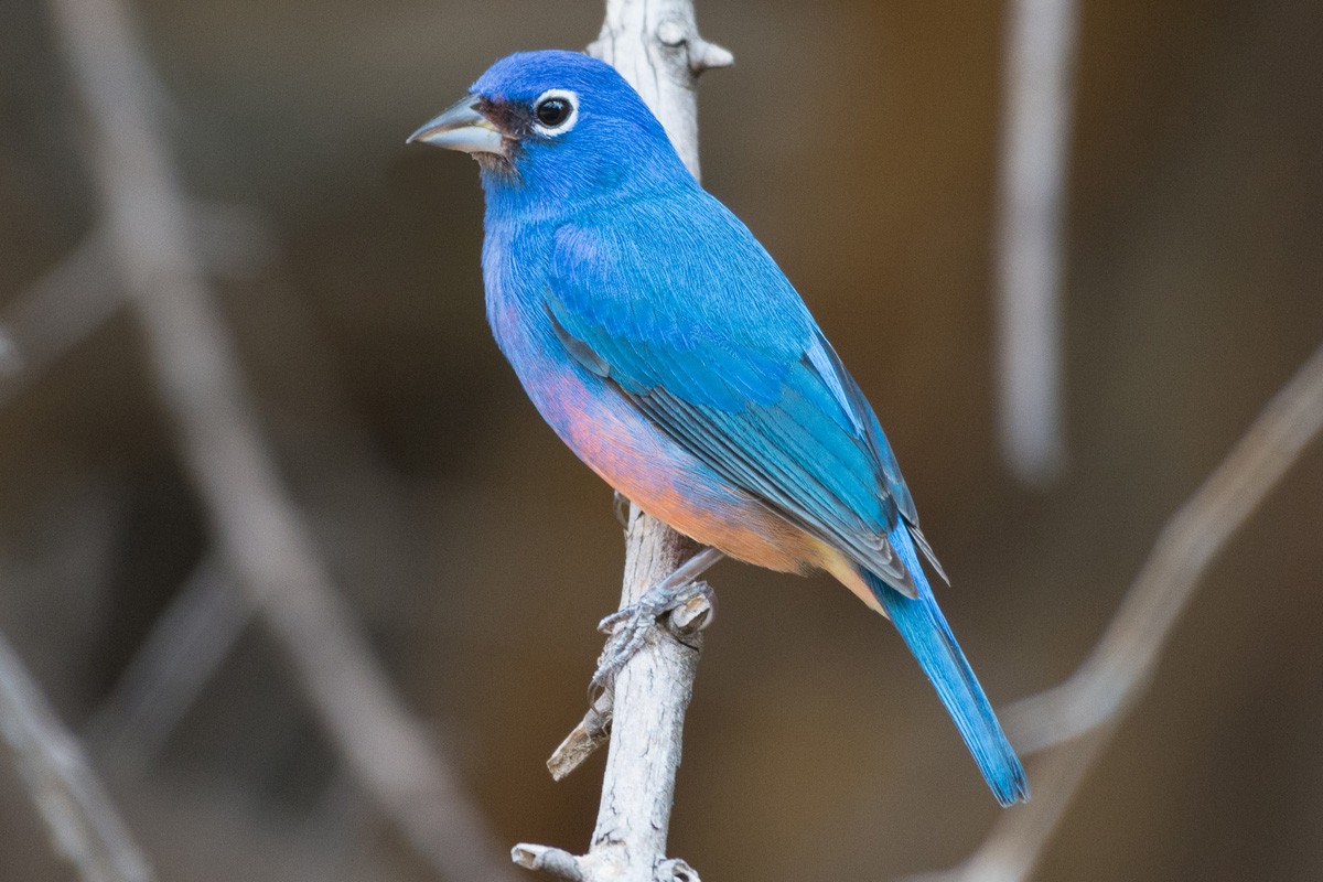 Rose-bellied Bunting - Juan Miguel Artigas Azas
