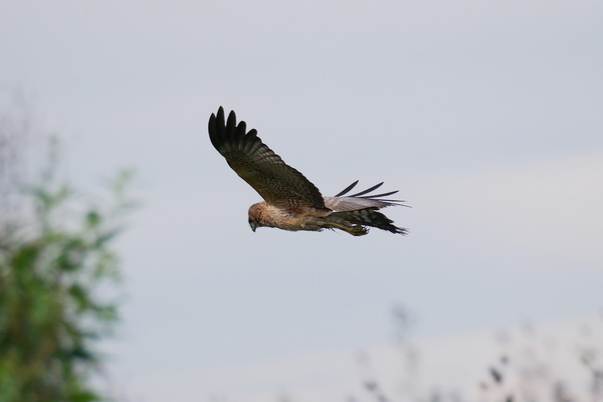 Spotted Harrier - ML155743791