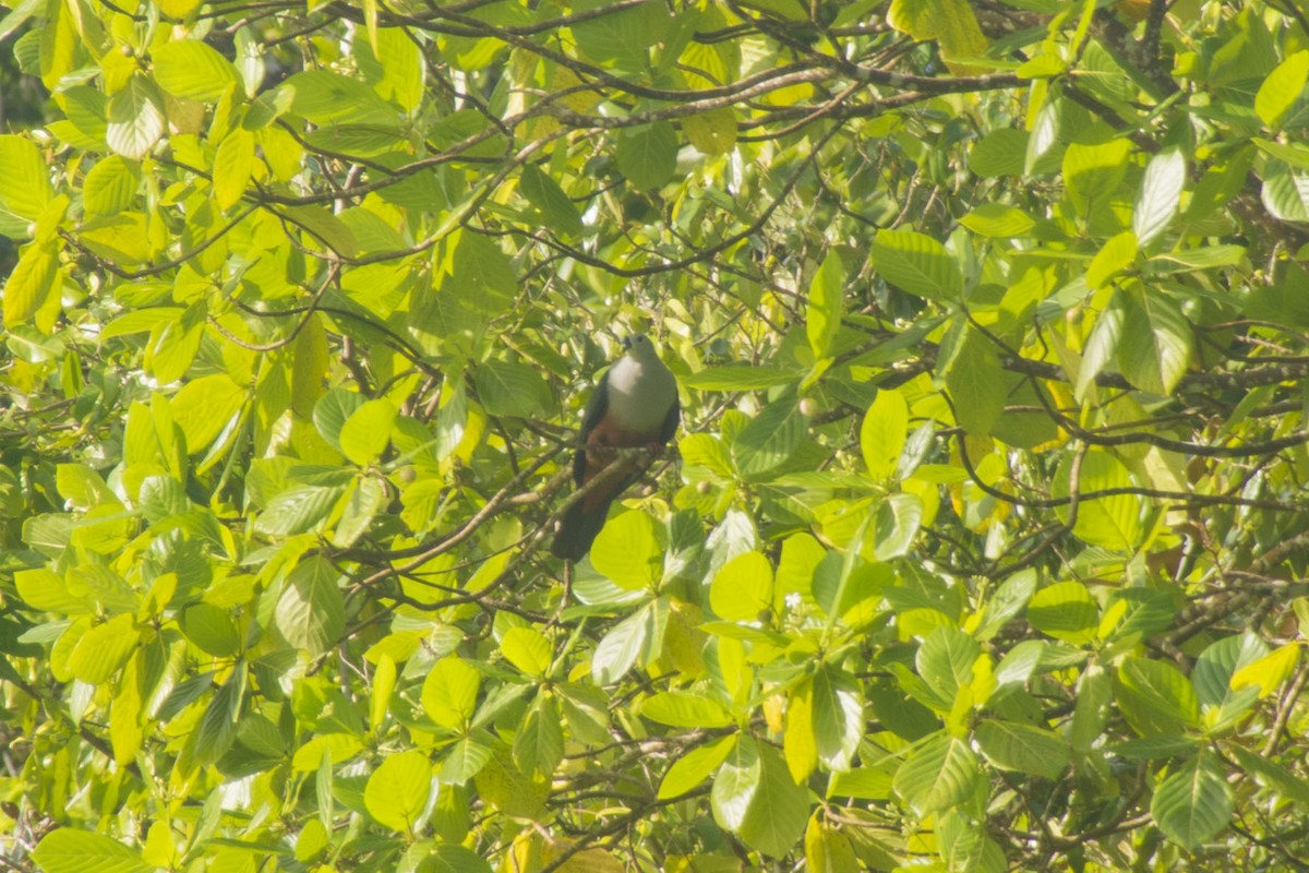 Микронезийский плодовый голубь - ML155745251
