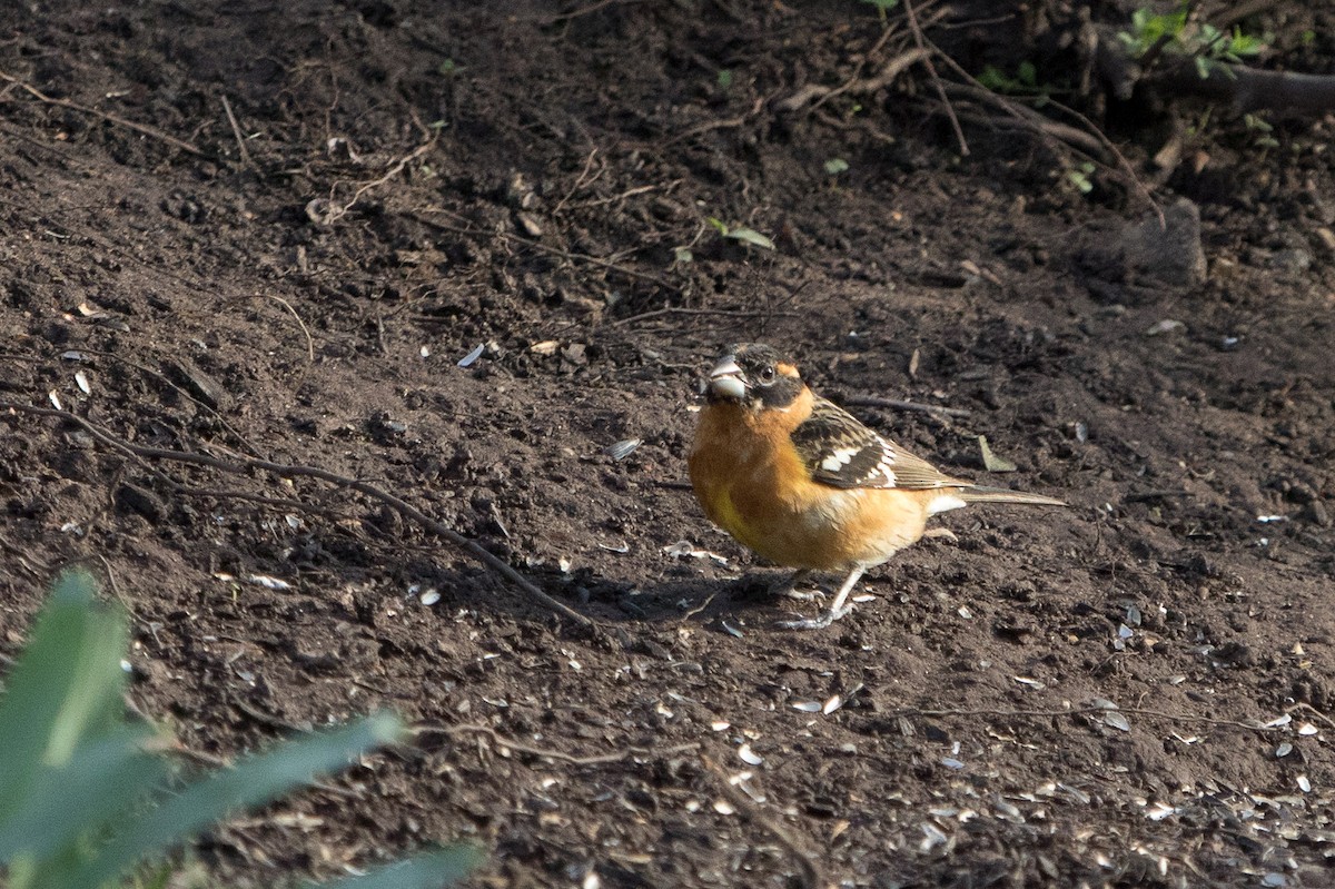 Cardinal à tête noire - ML155745541