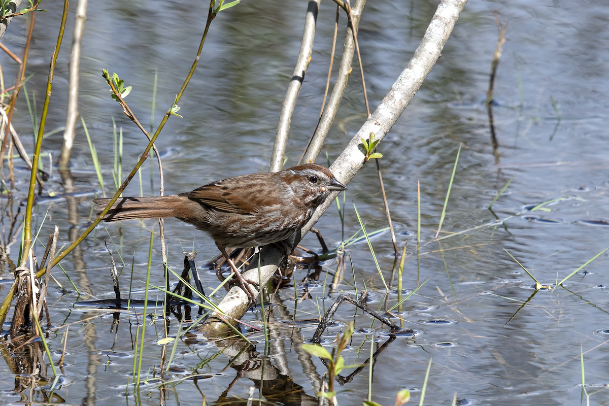 Song Sparrow - ML155746611