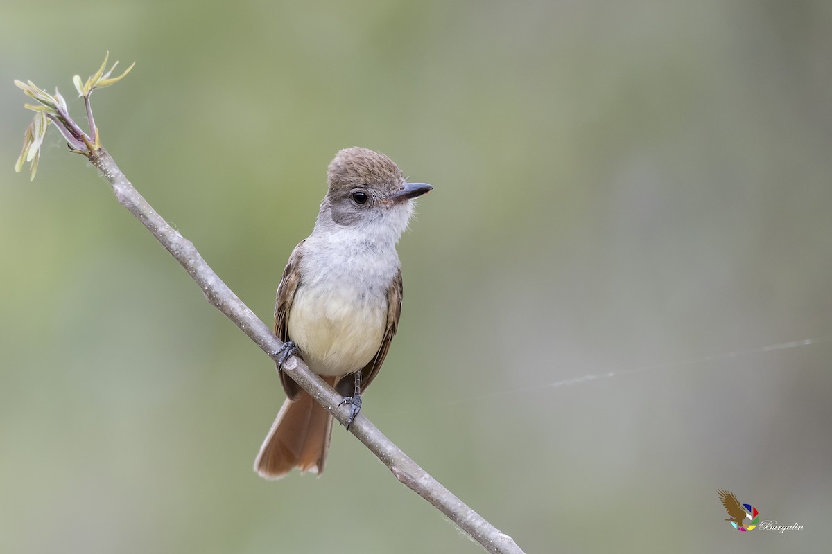 Nutting's Flycatcher - ML155747901
