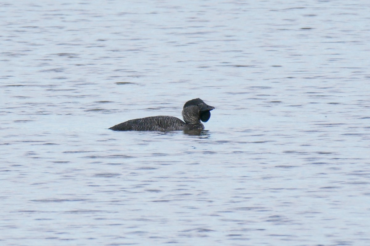 Musk Duck - ML155748431