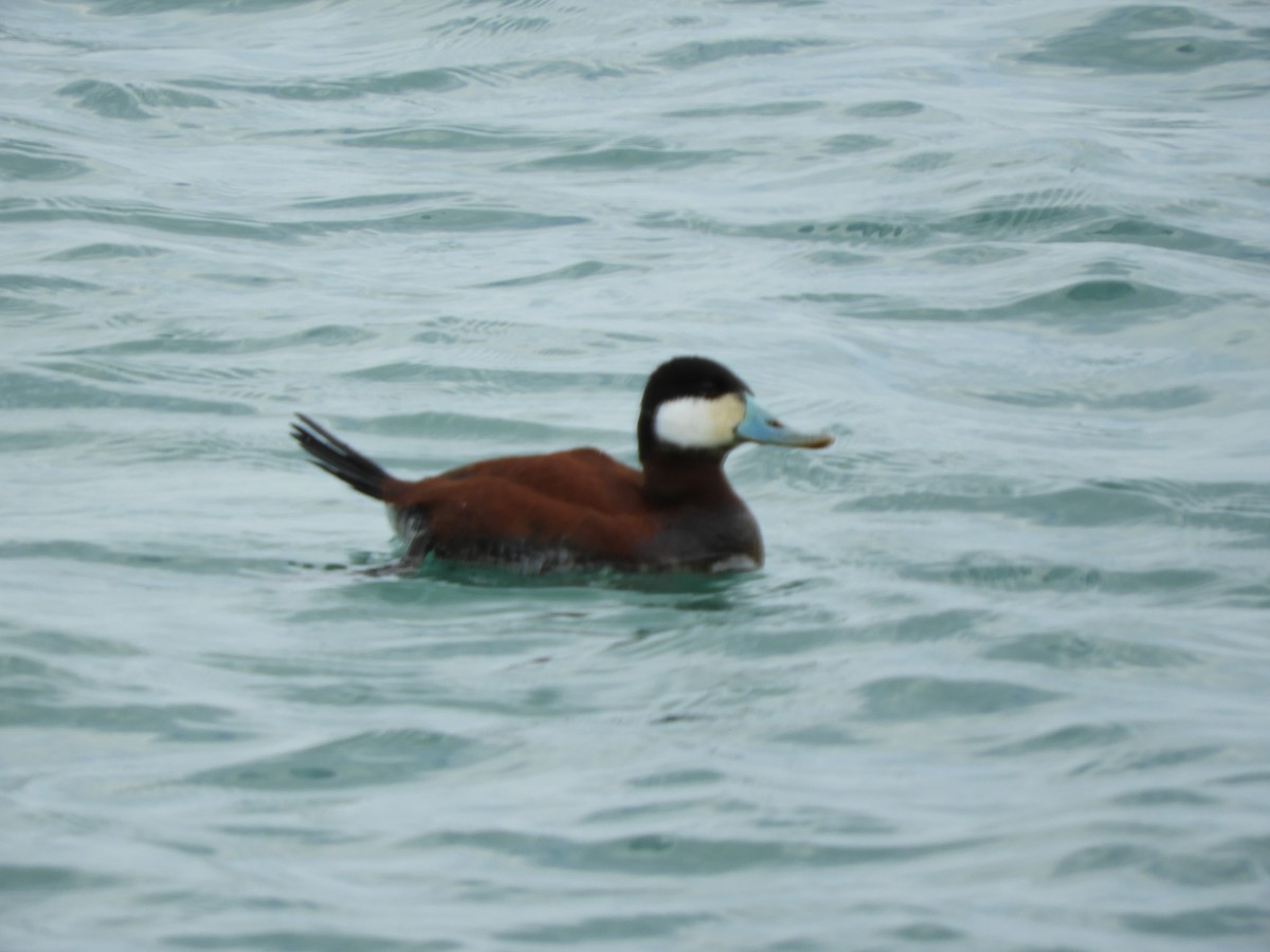 Ruddy Duck - ML155748951