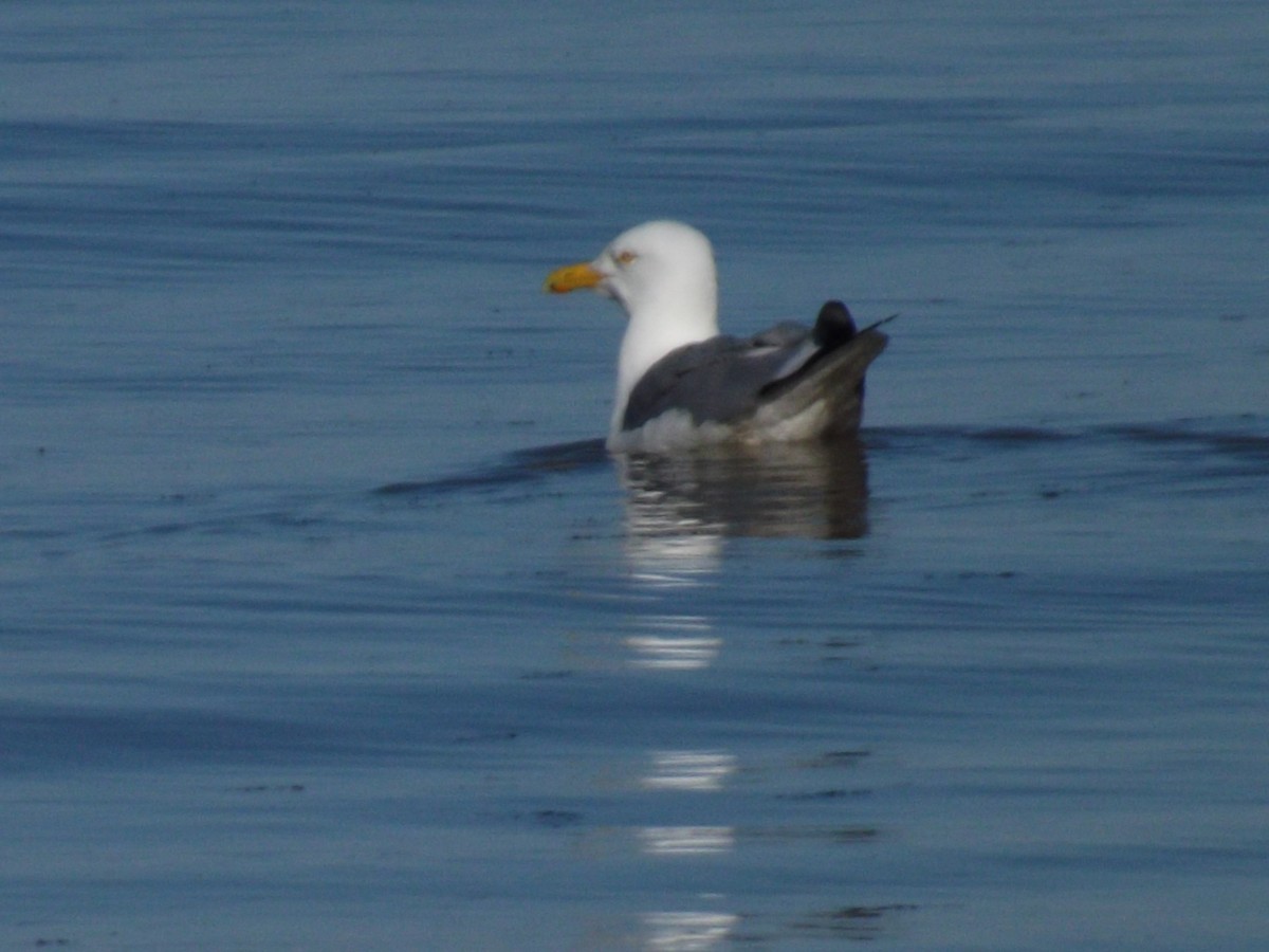 Lesser Black-backed Gull - ML155751081