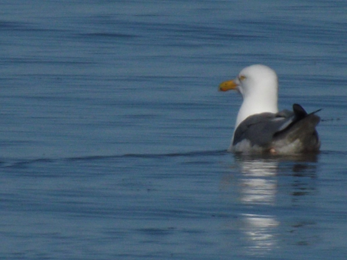 Lesser Black-backed Gull - ML155751121