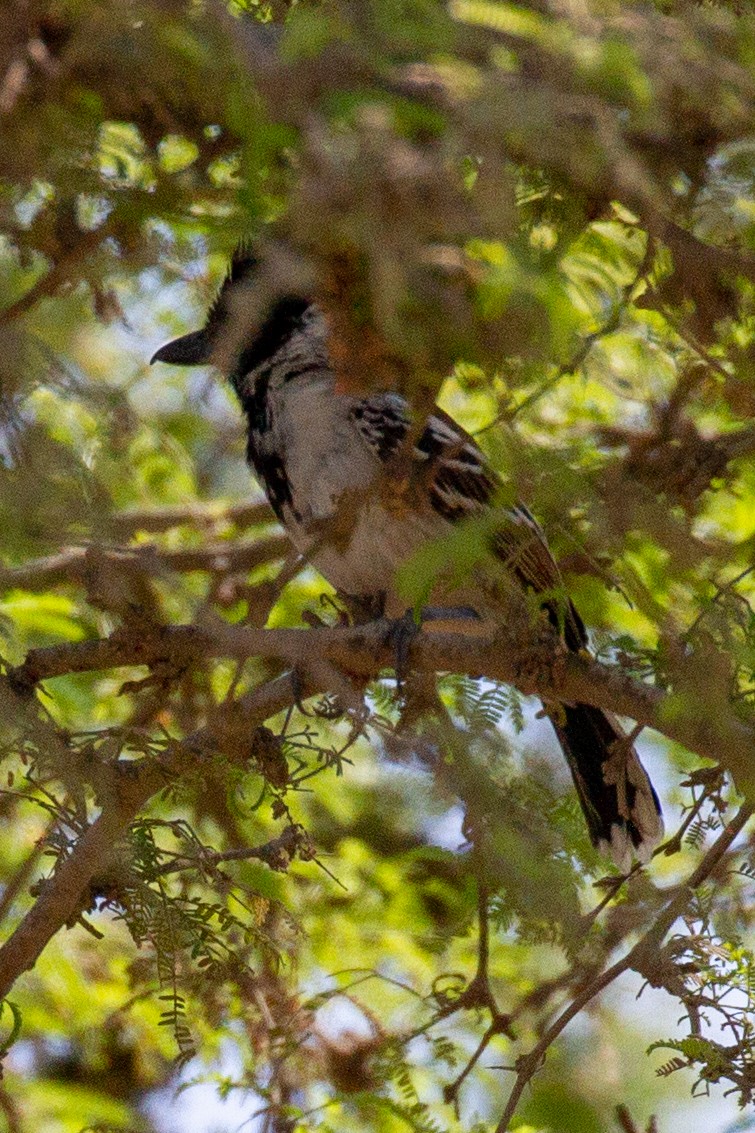 Collared Antshrike - ML155751981