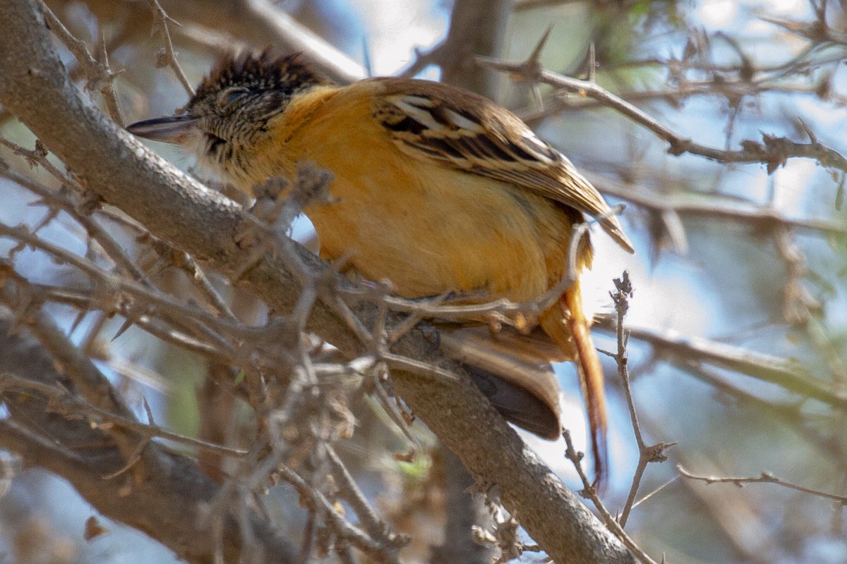 Collared Antshrike - ML155752011