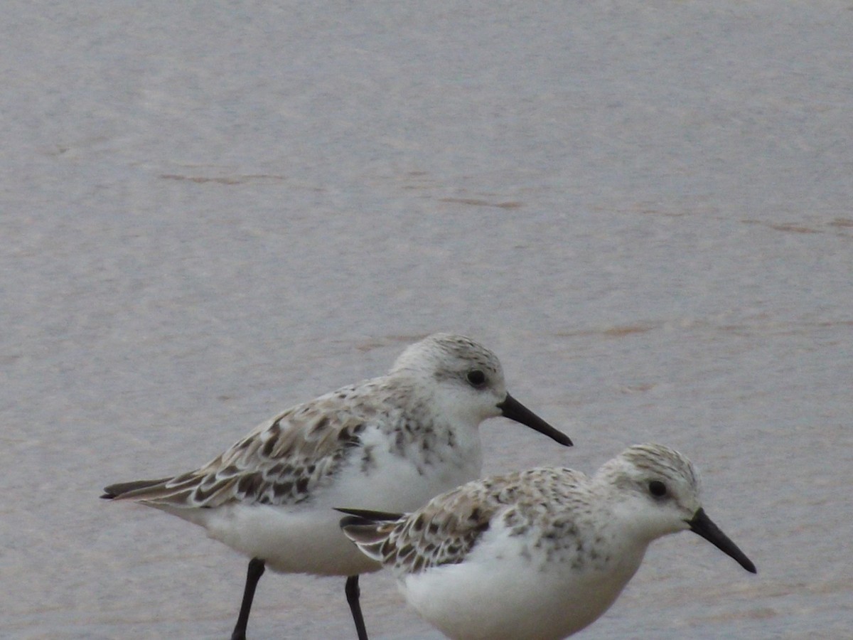 Sanderling - ML155753561