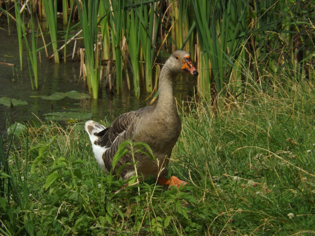 Graylag Goose (Domestic type) - ML155754601