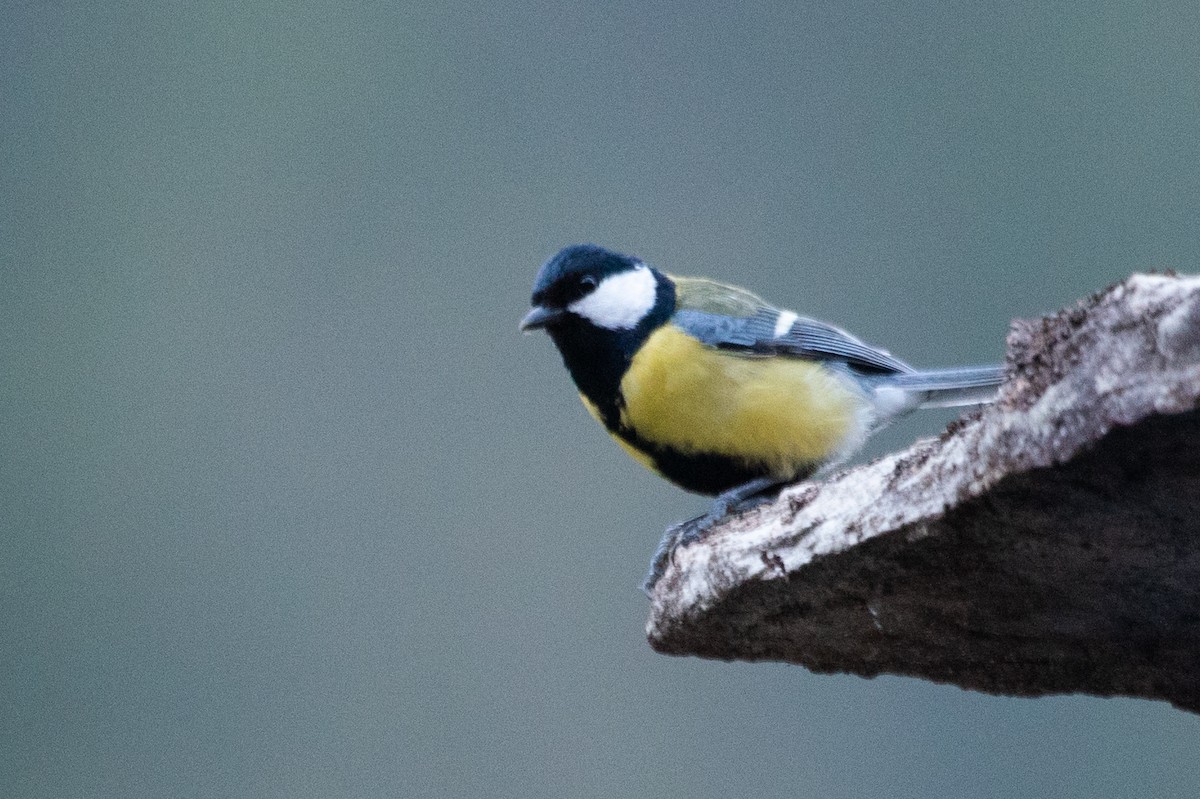 Mésange charbonnière - ML155754921