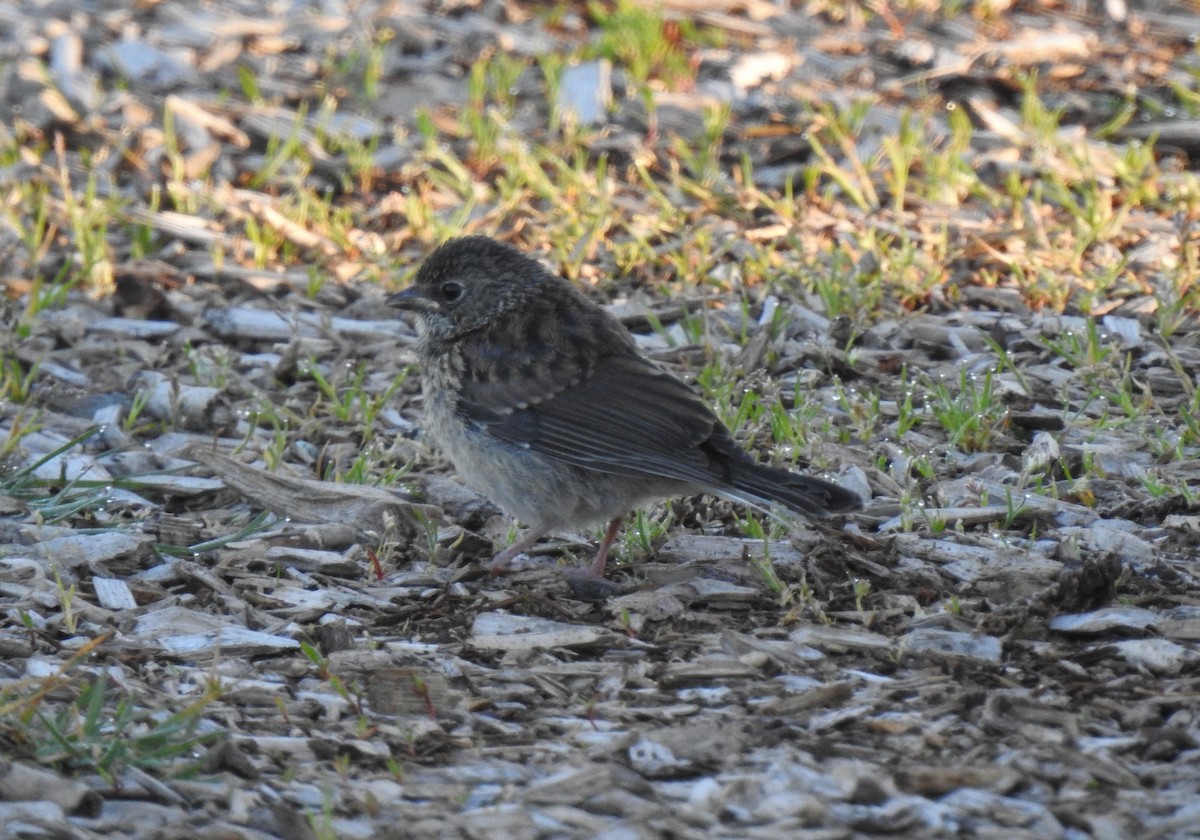 Winterammer [oreganus-Gruppe] - ML155755151