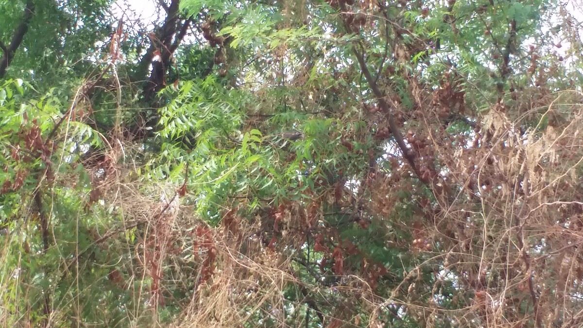 Blue-faced Malkoha - ML155756781