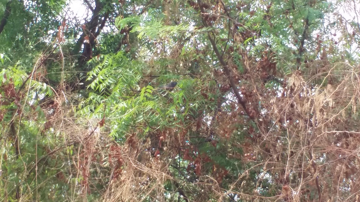 Blue-faced Malkoha - ML155756821