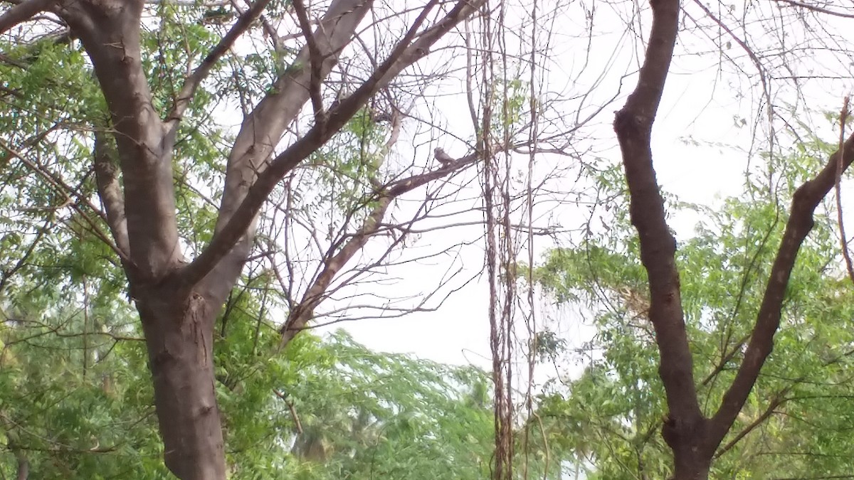 Spotted Owlet - vaazhaikumar kumar