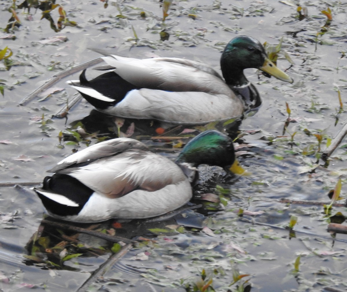 Stockente - ML155757281