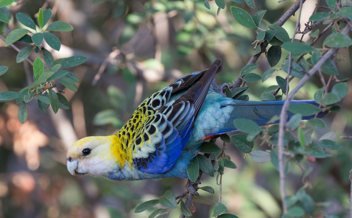 Pale-headed Rosella - Geoff Dennis