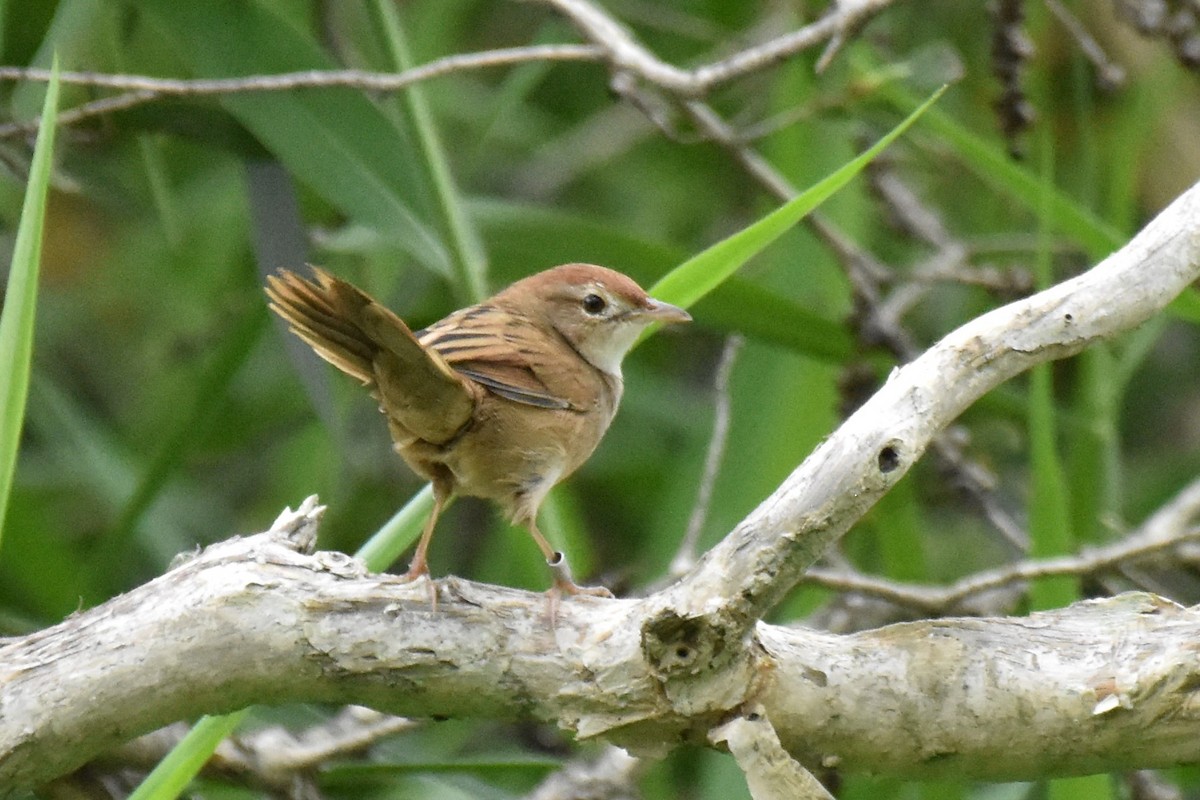 Tawny Grassbird - Stephen Haase