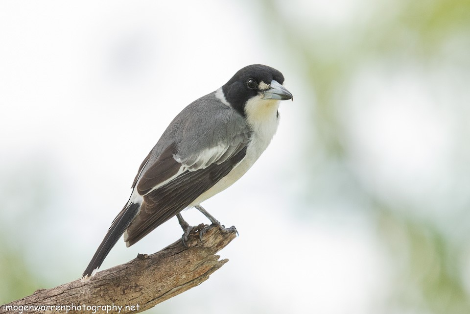 Gray Butcherbird - ML155758481