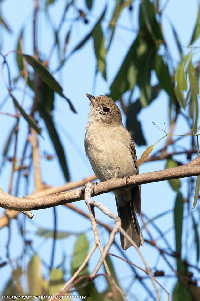 Golden Whistler - Imogen Warren