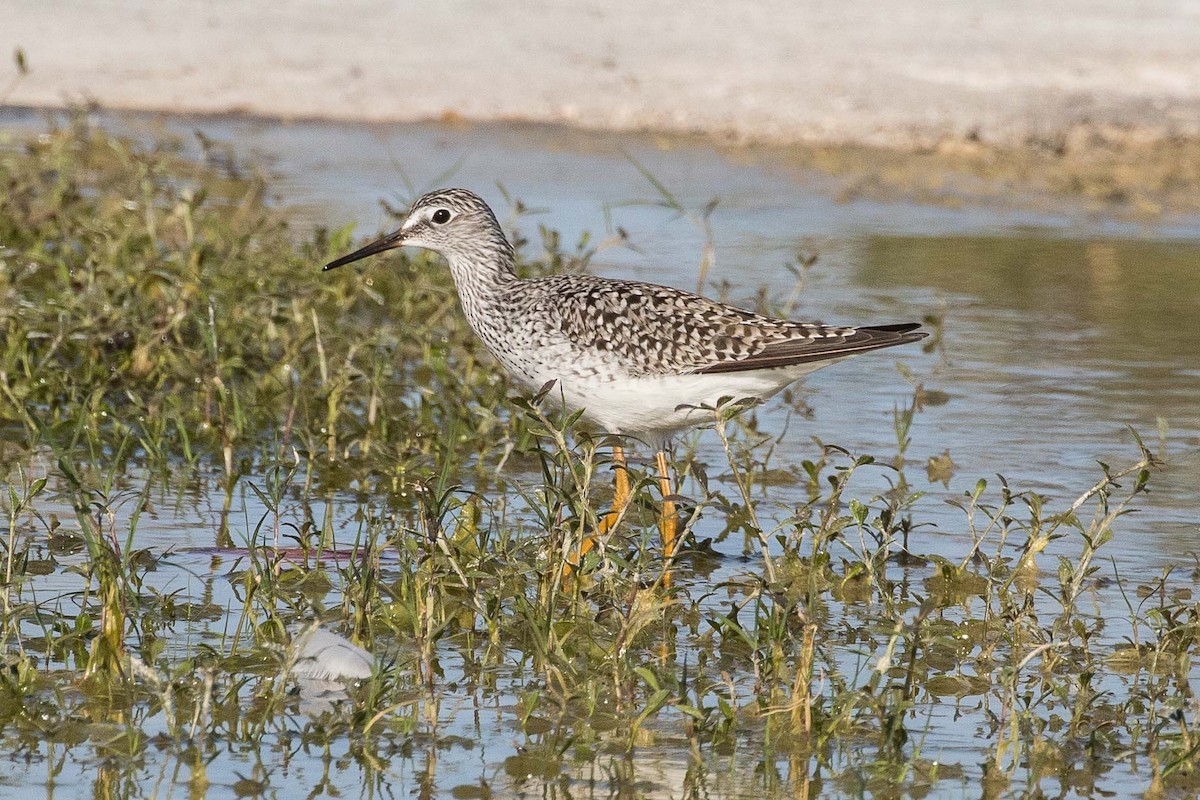 Lesser Yellowlegs - ML155759701