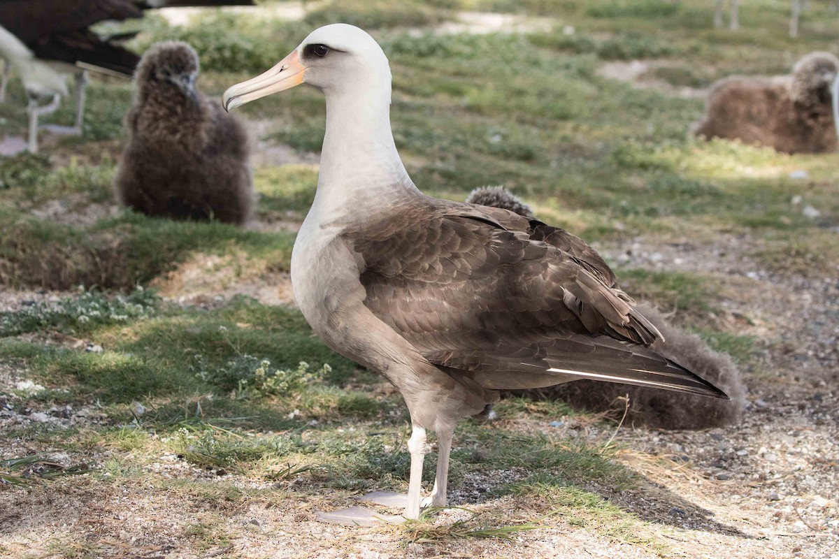 Laysan x Black-footed Albatross (hybrid) - ML155760421