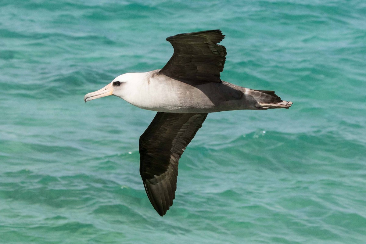 Laysan x Black-footed Albatross (hybrid) - ML155760431