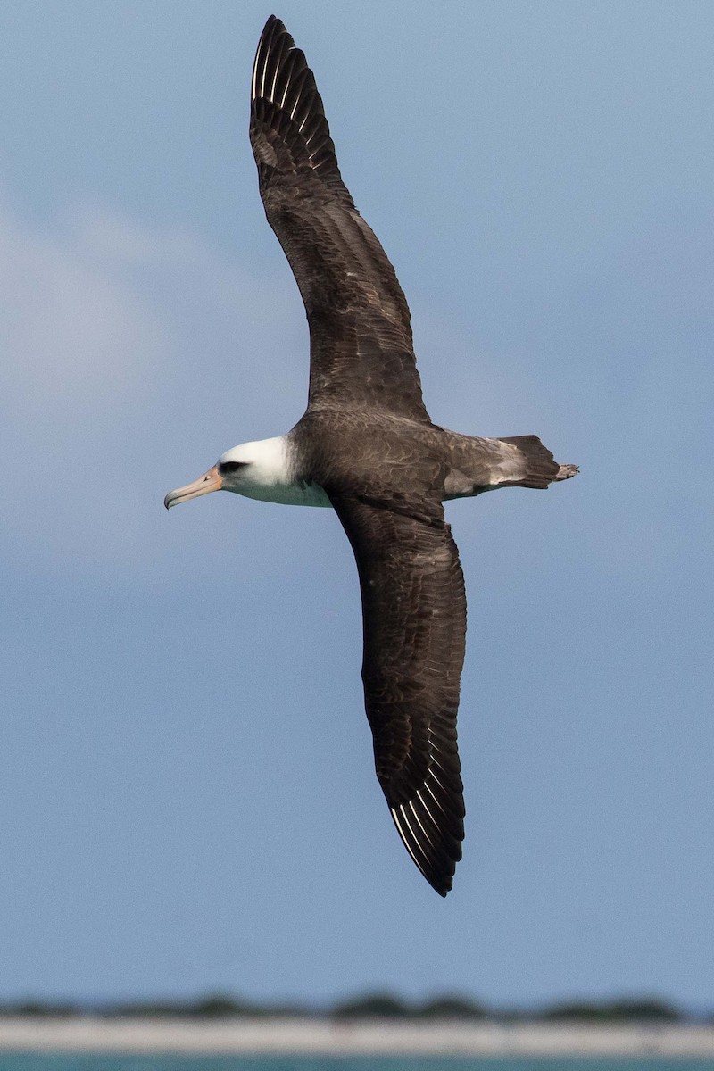 Laysan x Black-footed Albatross (hybrid) - ML155760451