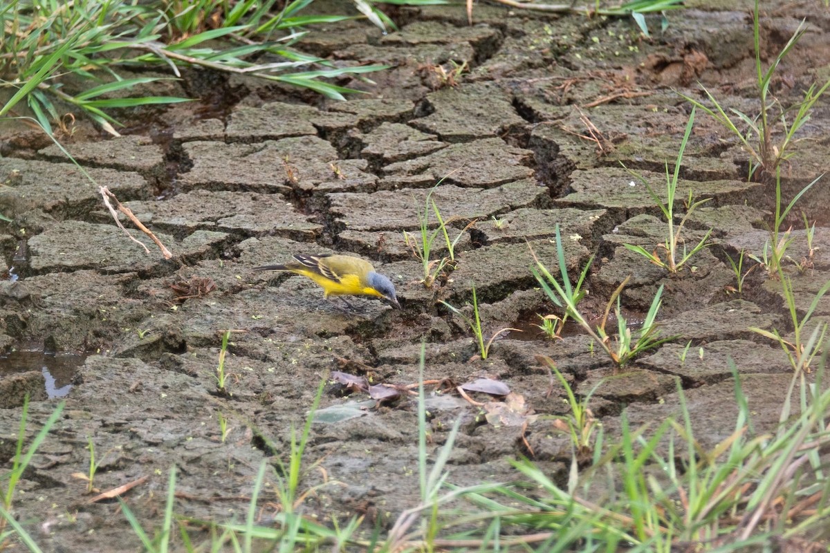 Берингийская жёлтая трясогузка (Китайская) - ML155760491