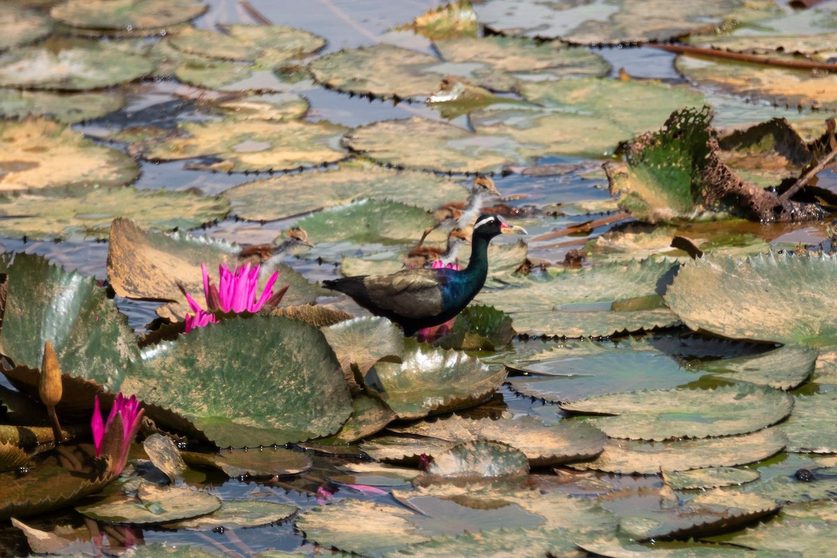 Bronze-winged Jacana - Orasa Bhisutuboakot