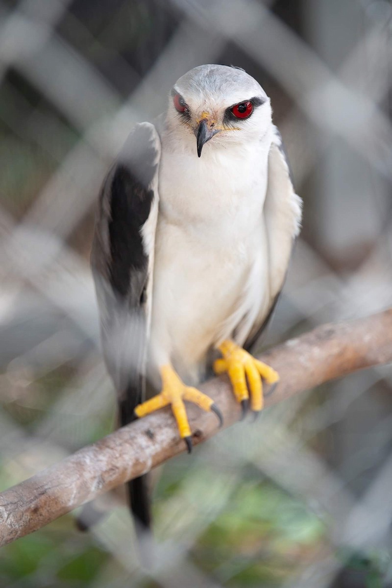 Black-winged Kite - ML155760661