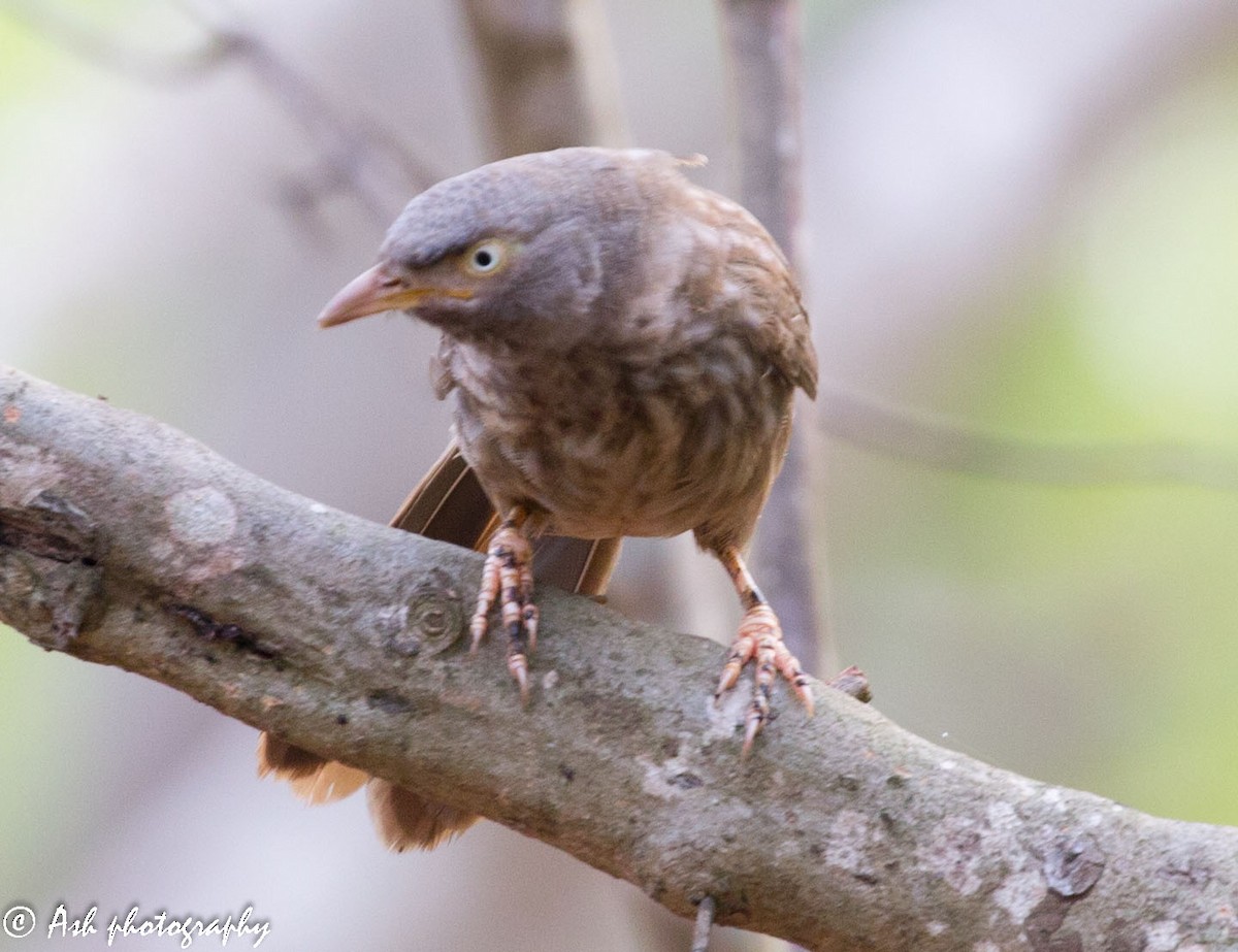 Jungle Babbler - ML155760831