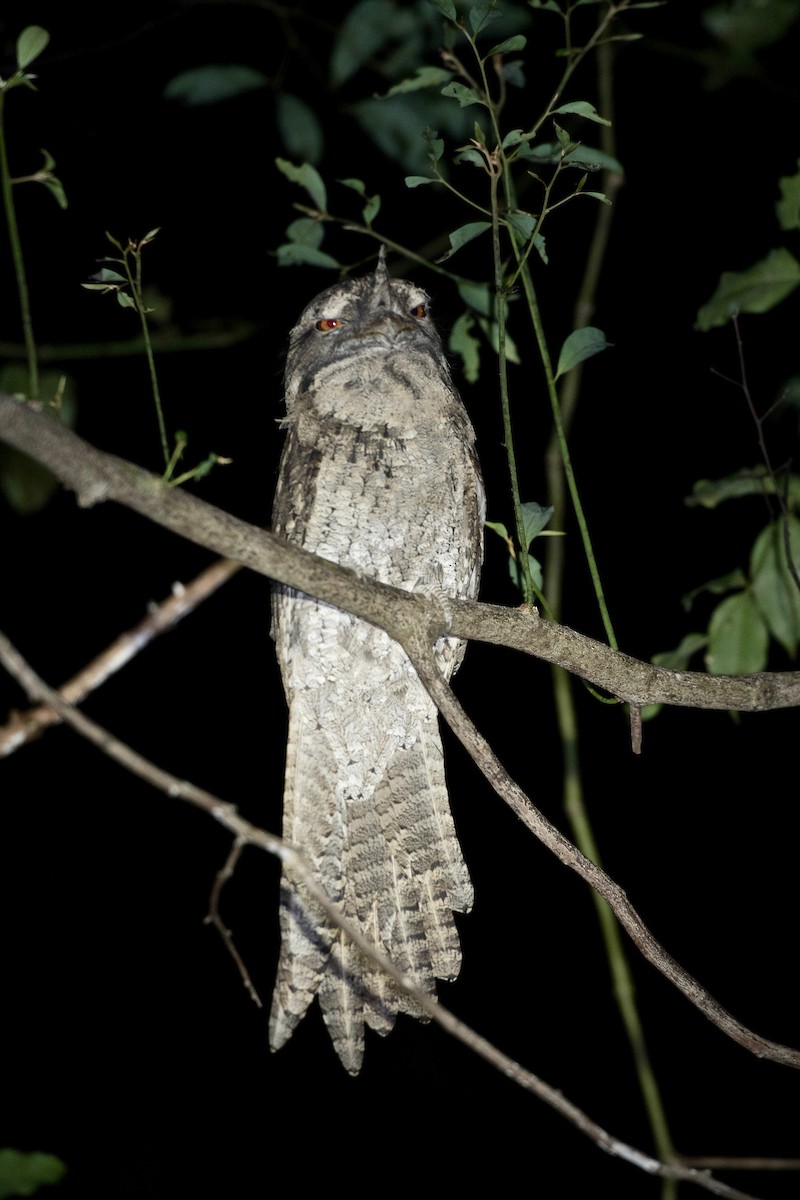 Marbled Frogmouth - ML155761811