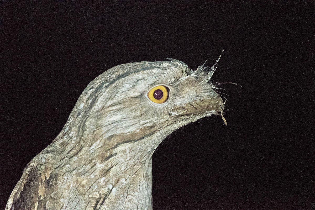 Tawny Frogmouth - ML155761821