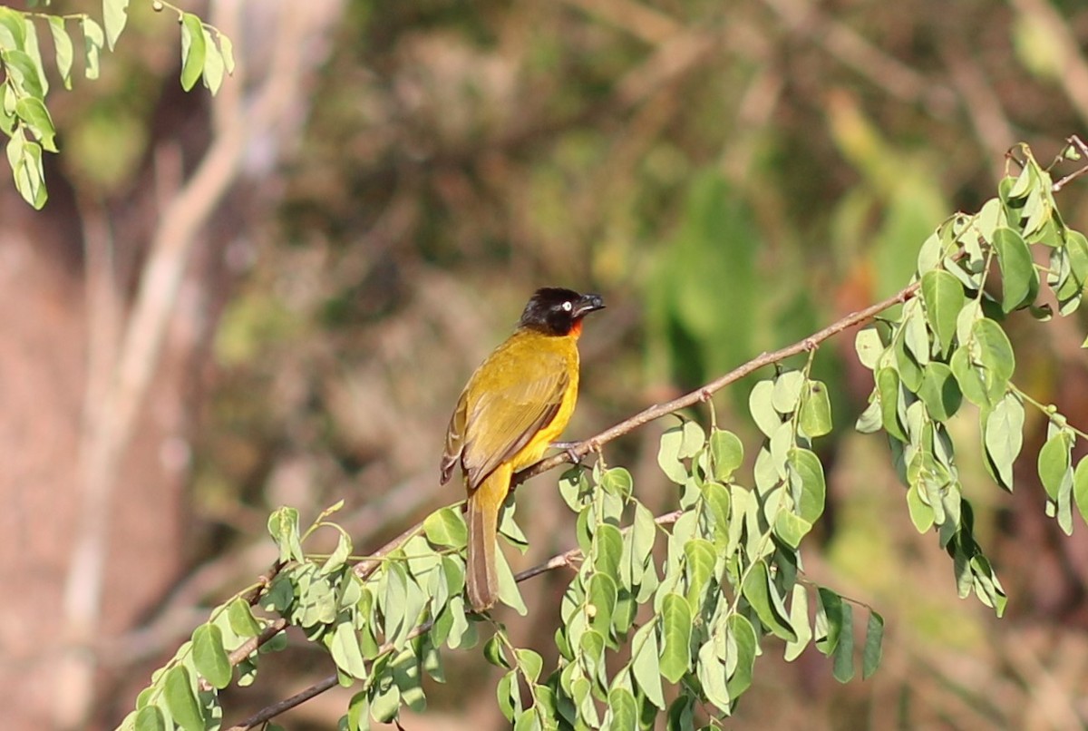 Bulbul à gorge rubis - ML155762301