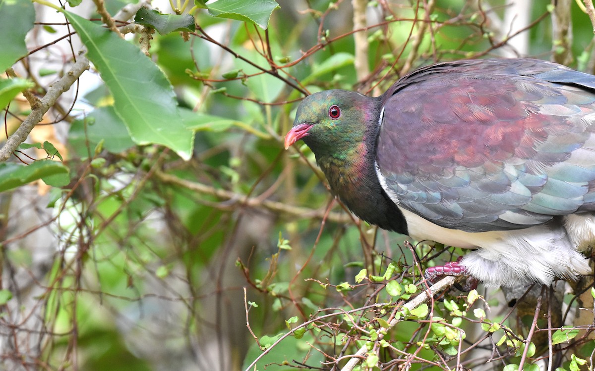 Yeni Zelanda Güvercini - ML155762721