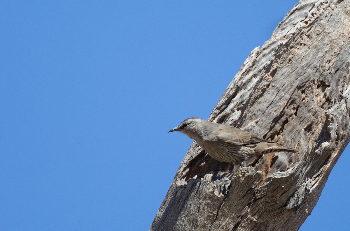 White-browed Treecreeper - ML155762821