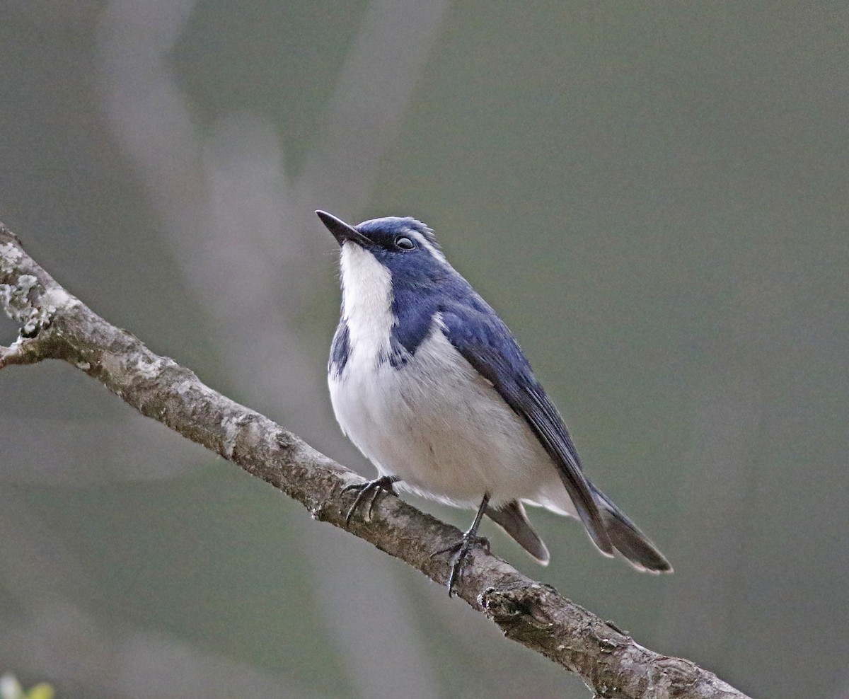 Ultramarine Flycatcher - ML155763041