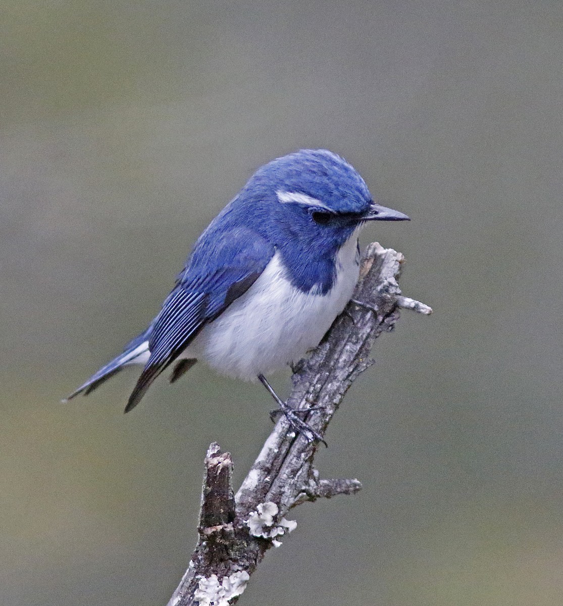 Ultramarine Flycatcher - ML155763051