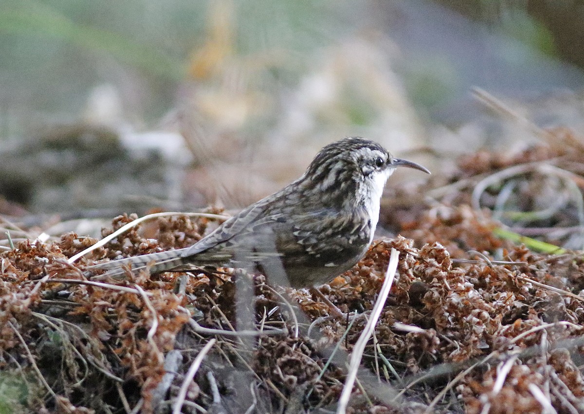 Bar-tailed Treecreeper - ML155763261