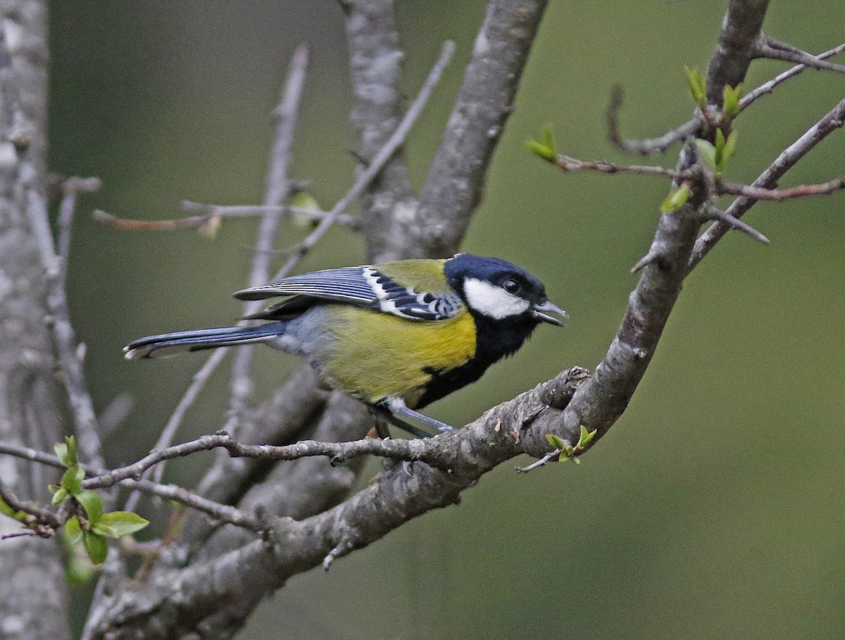 Green-backed Tit - ML155763331