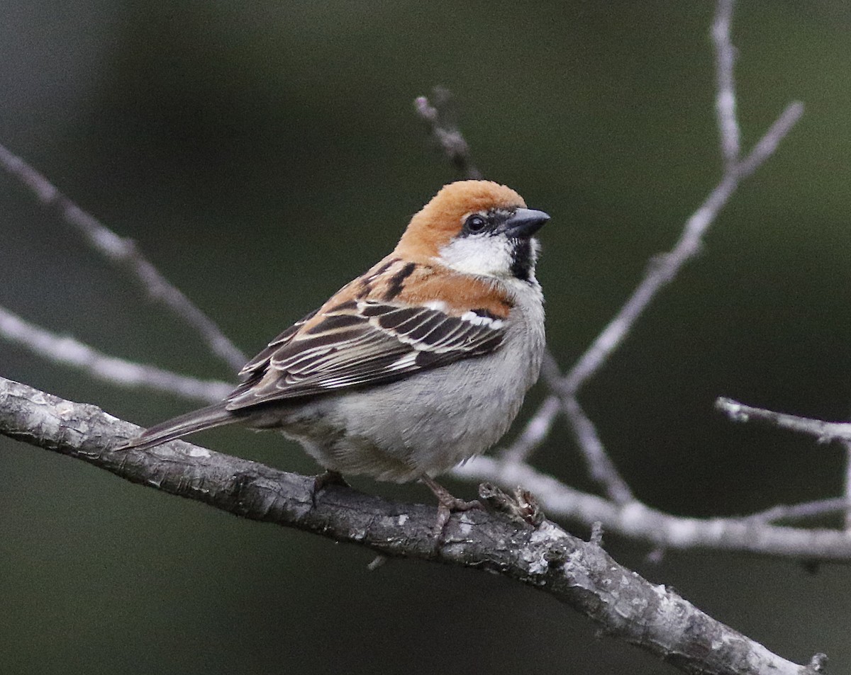 Russet Sparrow - ML155763451