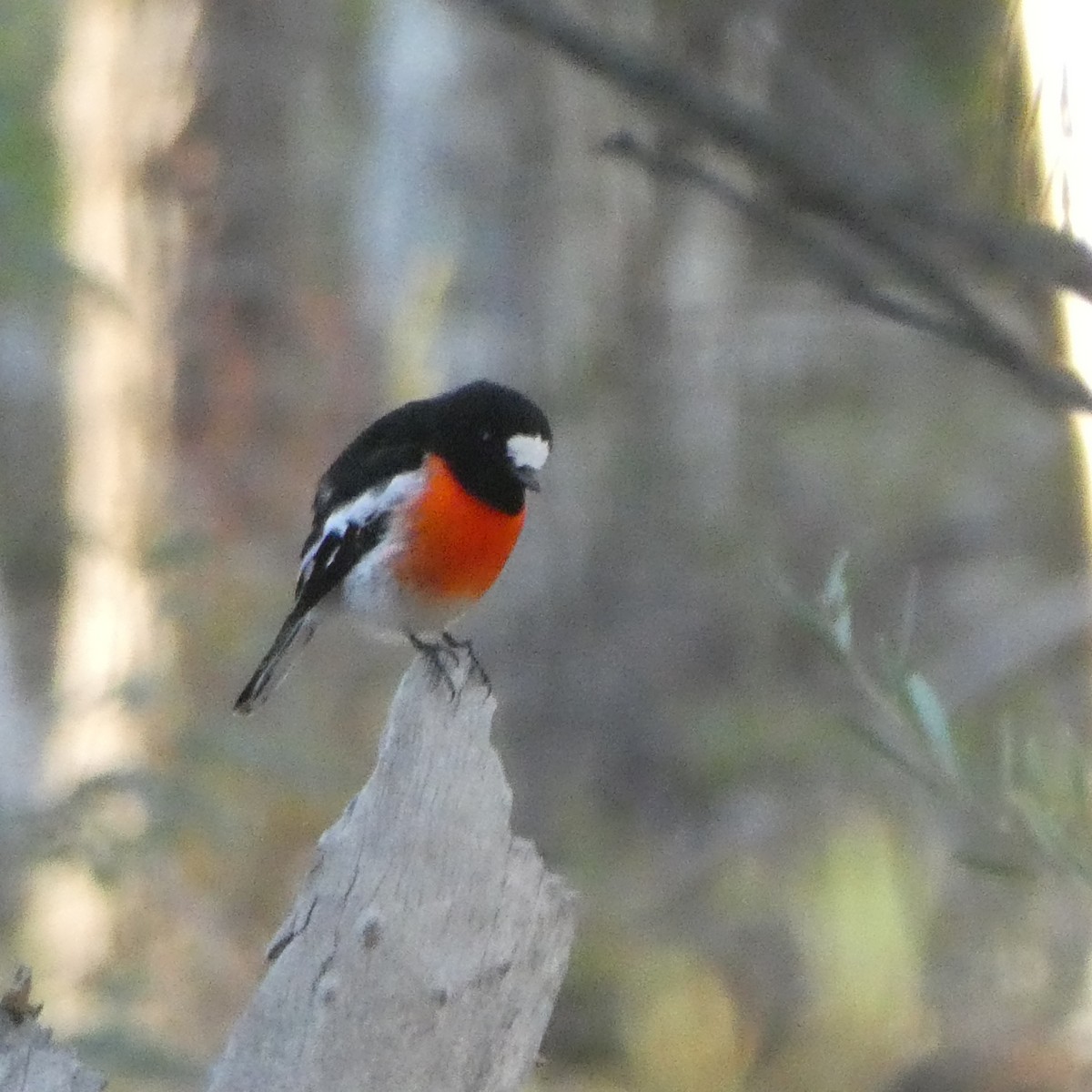 Scarlet Robin - ML155763491